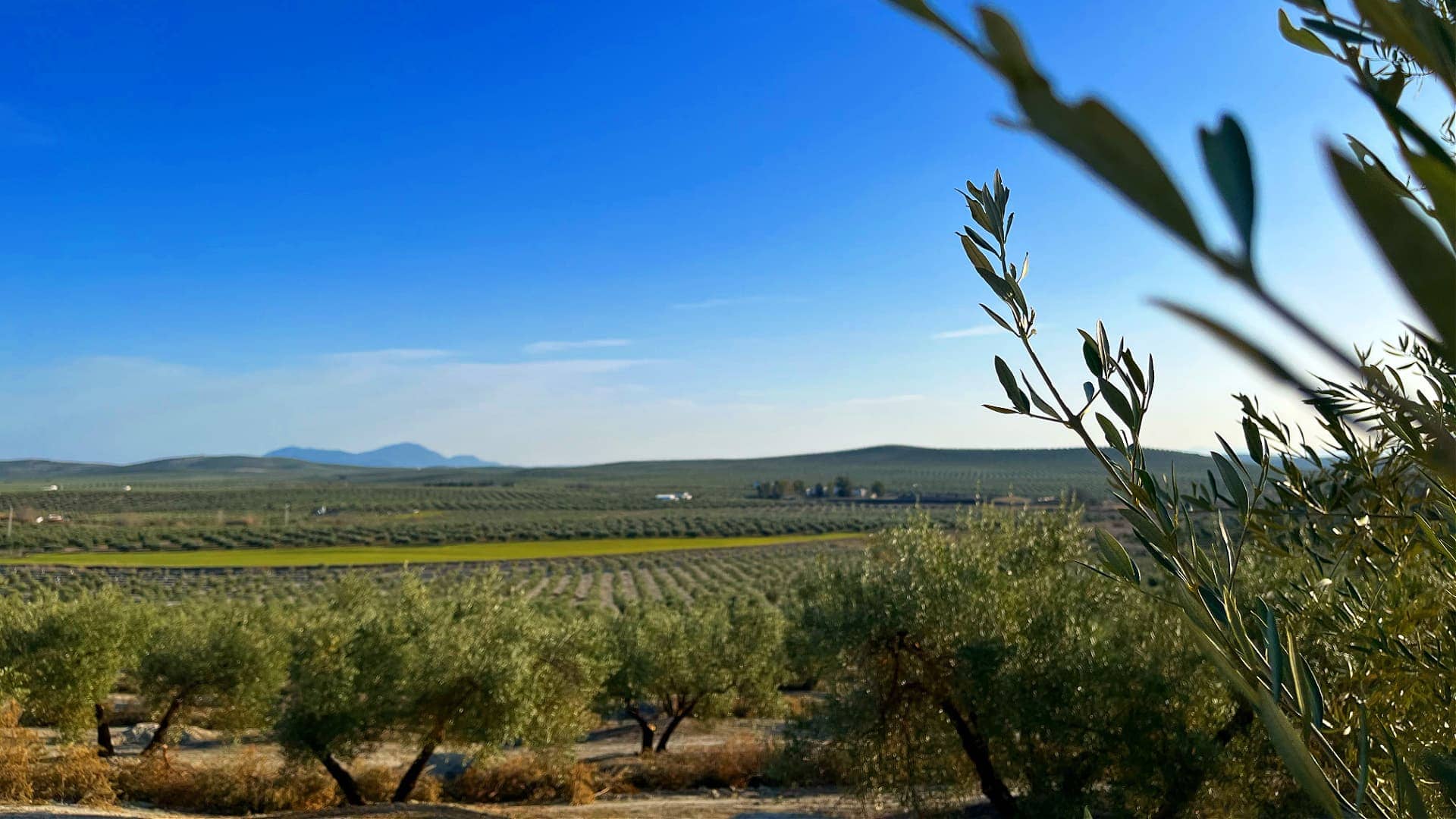 非洲-中東概況-最好的橄欖油生產企業-zeet-quality-is-a-family-business-olive-oil-times