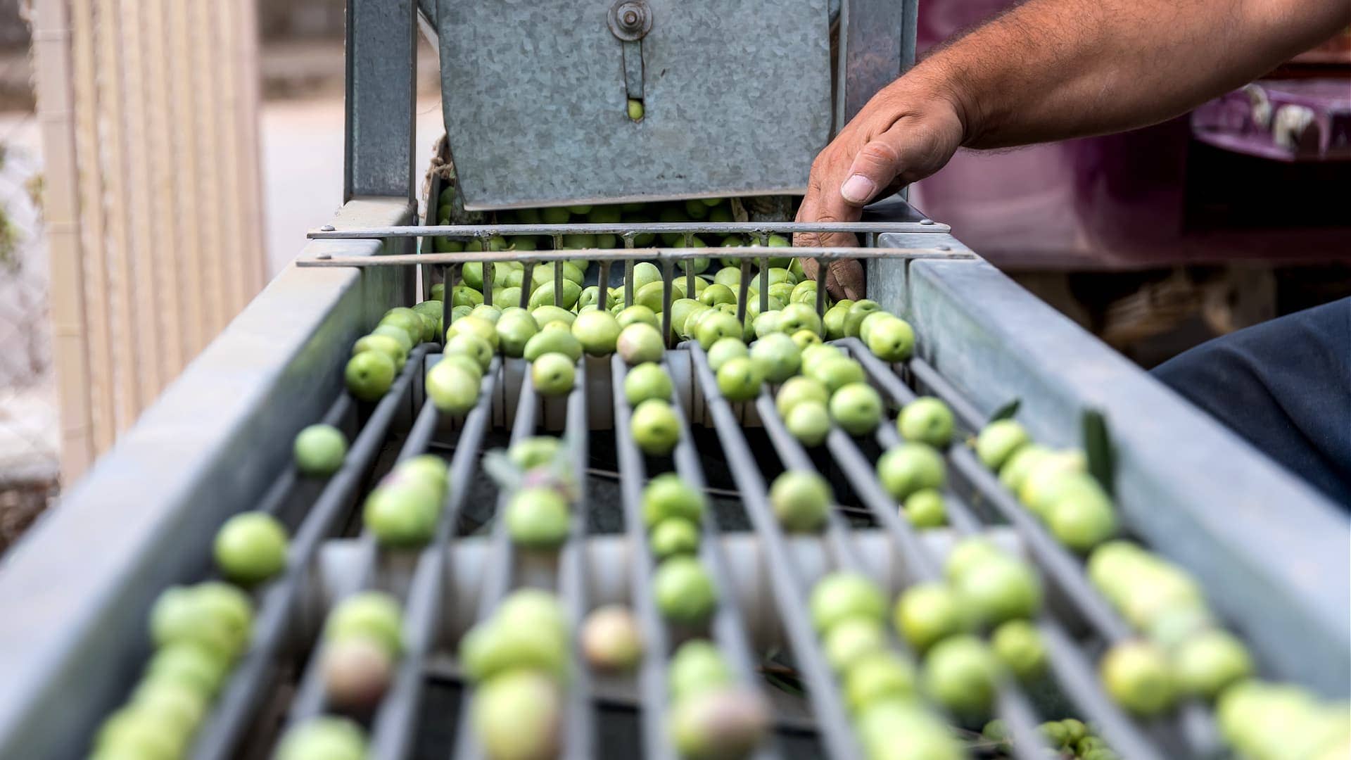 欧洲商业气候变化威胁哈尔基迪基表橄榄生产者研究表明橄榄油时代