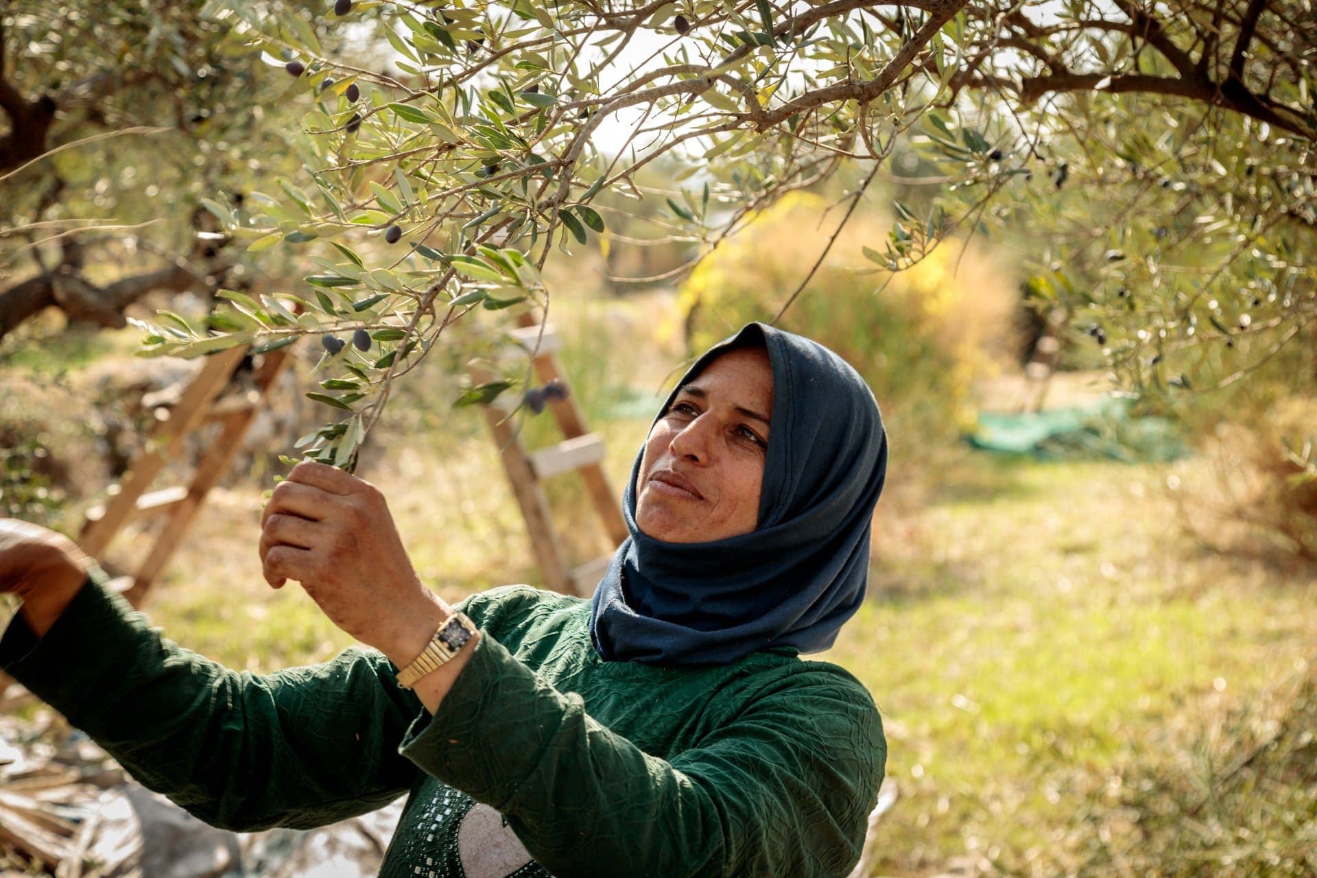 非洲-中東-世界-黎巴嫩-氣候-變得越來越不利於橄欖種植-橄欖油時代