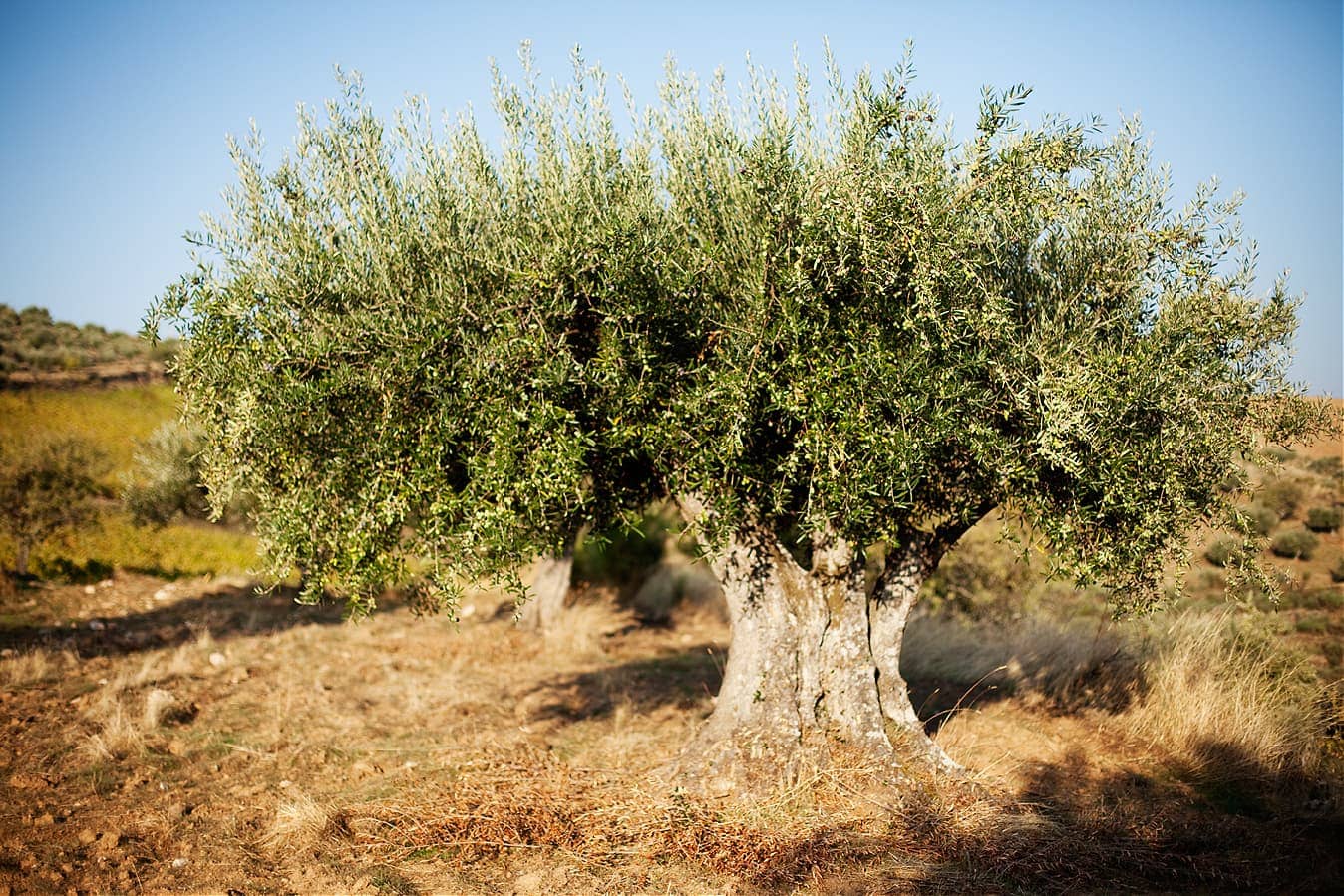 簡介-carm-用高端橄欖油和葡萄酒-橄欖油時代來慶祝區域風味