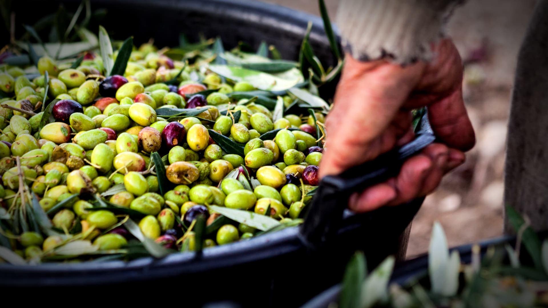 How Olives Are Processed Into Oil Olive Oil Times