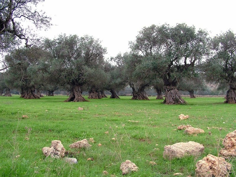 europe-business-thirdgeneration-producer-φέρνει-the-worlds-best-olive-oils-to-london-olive-oil-times