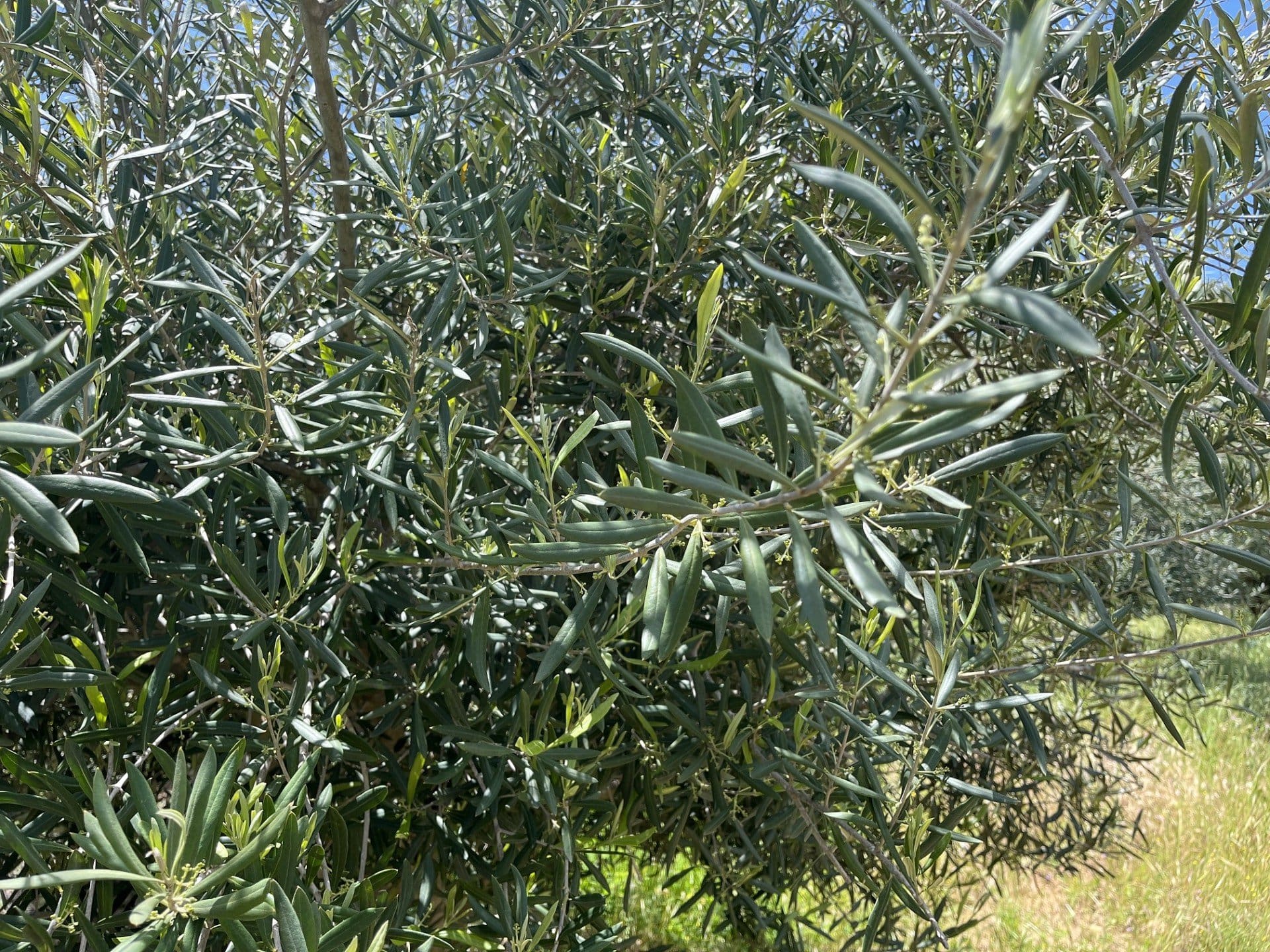 north-america-profiles-the-best-olive-oils-production-the-challenges-and-triumphs-of-taking-over-an-olive-farm-in-california-olive-oil-times