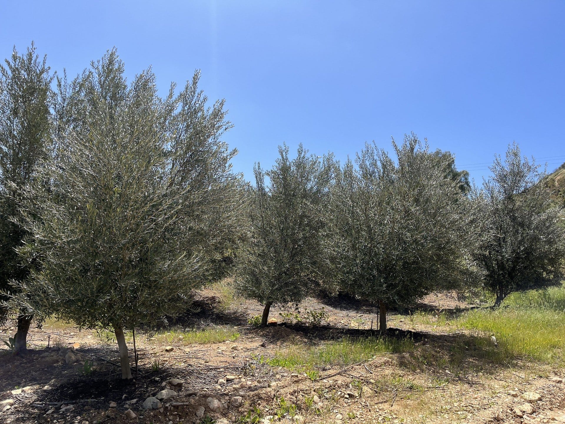 north-america-profiles-the-best-olive-oils-production-the-challenges-and-triumphs-of-taking-over-an-olive-farm-in-california-olive-oil-times