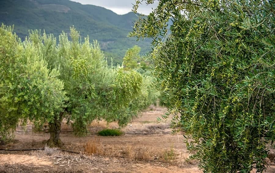 europe-the-best-olive-oils-competitions-production-undeterred-by-drought-producers-across-spain-achieve-awardwinning-quality-olive-oil-times