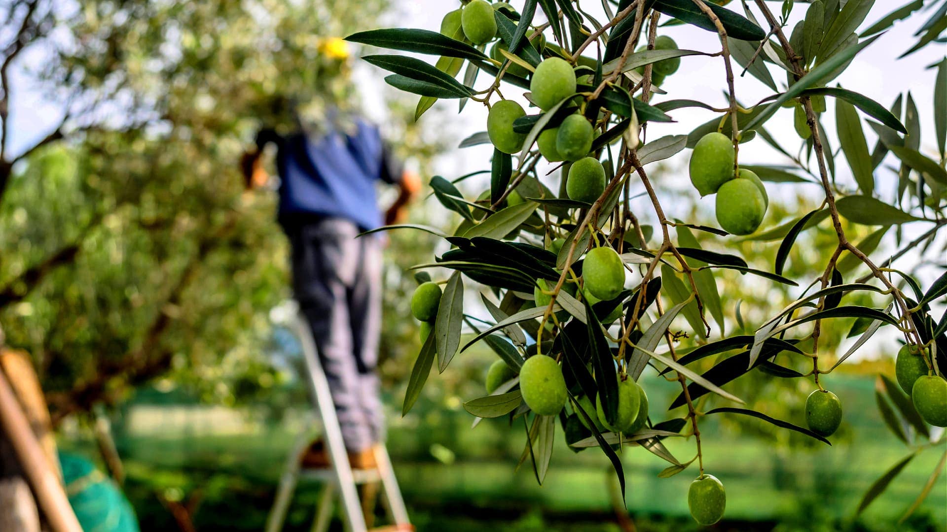 Even an Abundant Harvest Would Not Ward Off Olive Oil Shortage in Italy