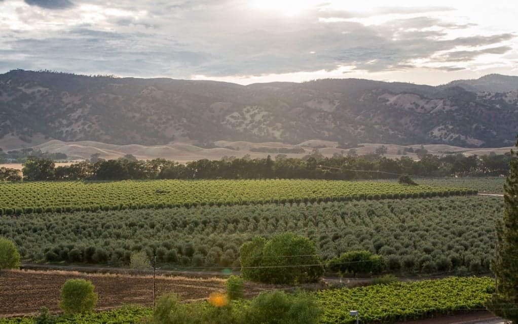 Nordamerika-Profile-die-beste-Olivenölproduktion-treffen-den-indianischen-Stamm-hinter-preisgekrönten-Olivenöl-Olivenöl-Zeiten
