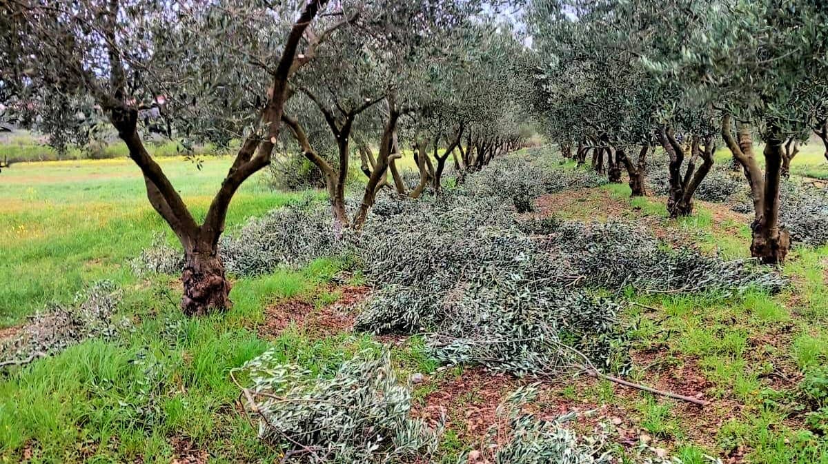 briefs-europe-croatian-farmers-maintain-groves-for-ailing-peers-olive-oil-times