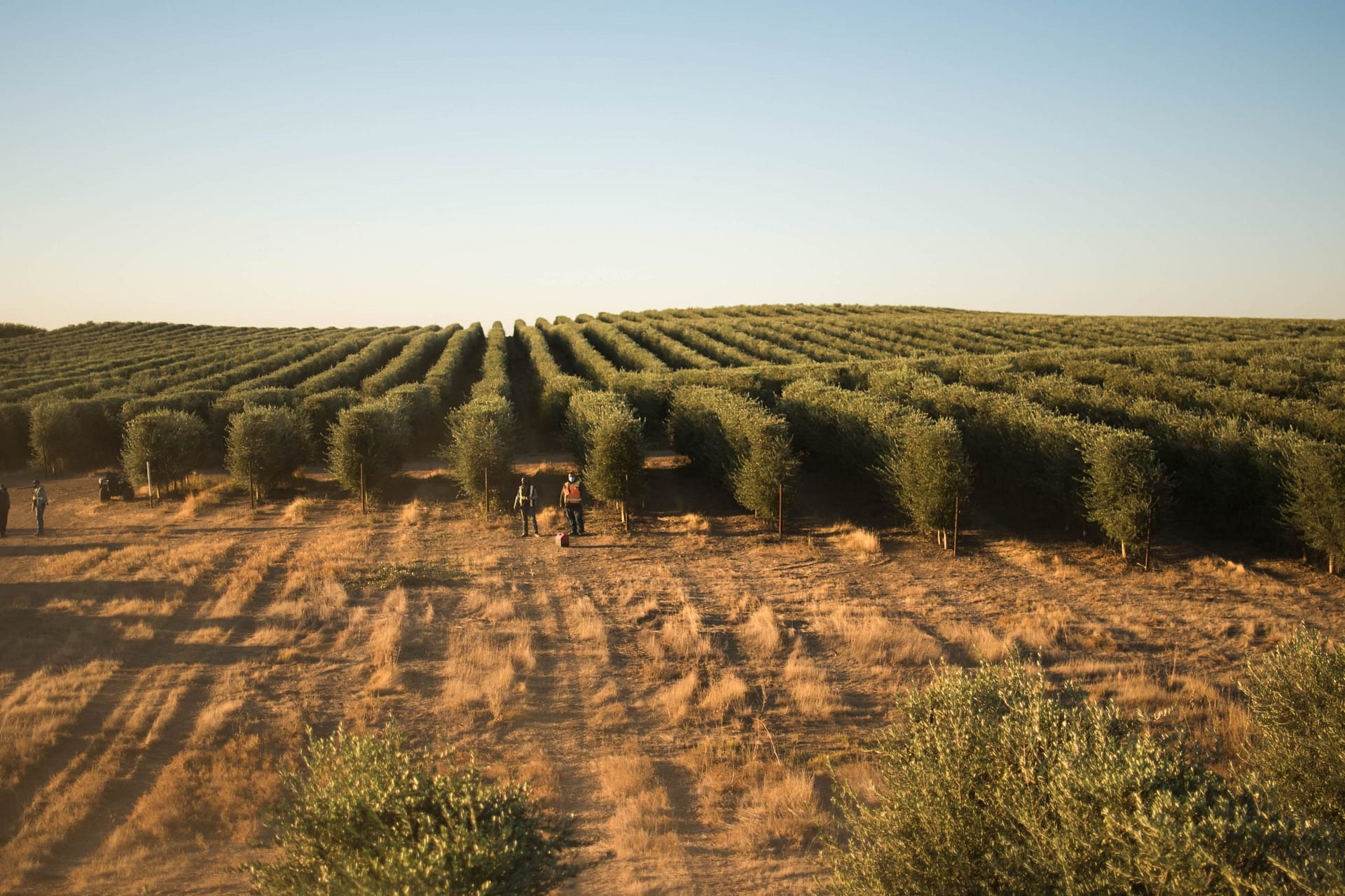 北美最好的橄榄油竞赛生产加利福尼亚人导航具有挑战性的收获与坚定不移的对质量橄榄油的承诺时间