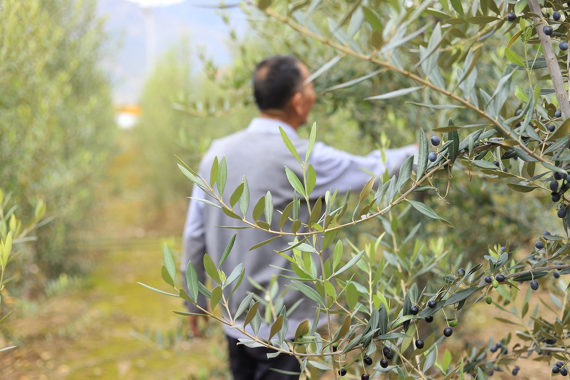 亞洲概況-最佳橄欖油生產項目-展示-中國橄欖油行業的潛力-橄欖油時代