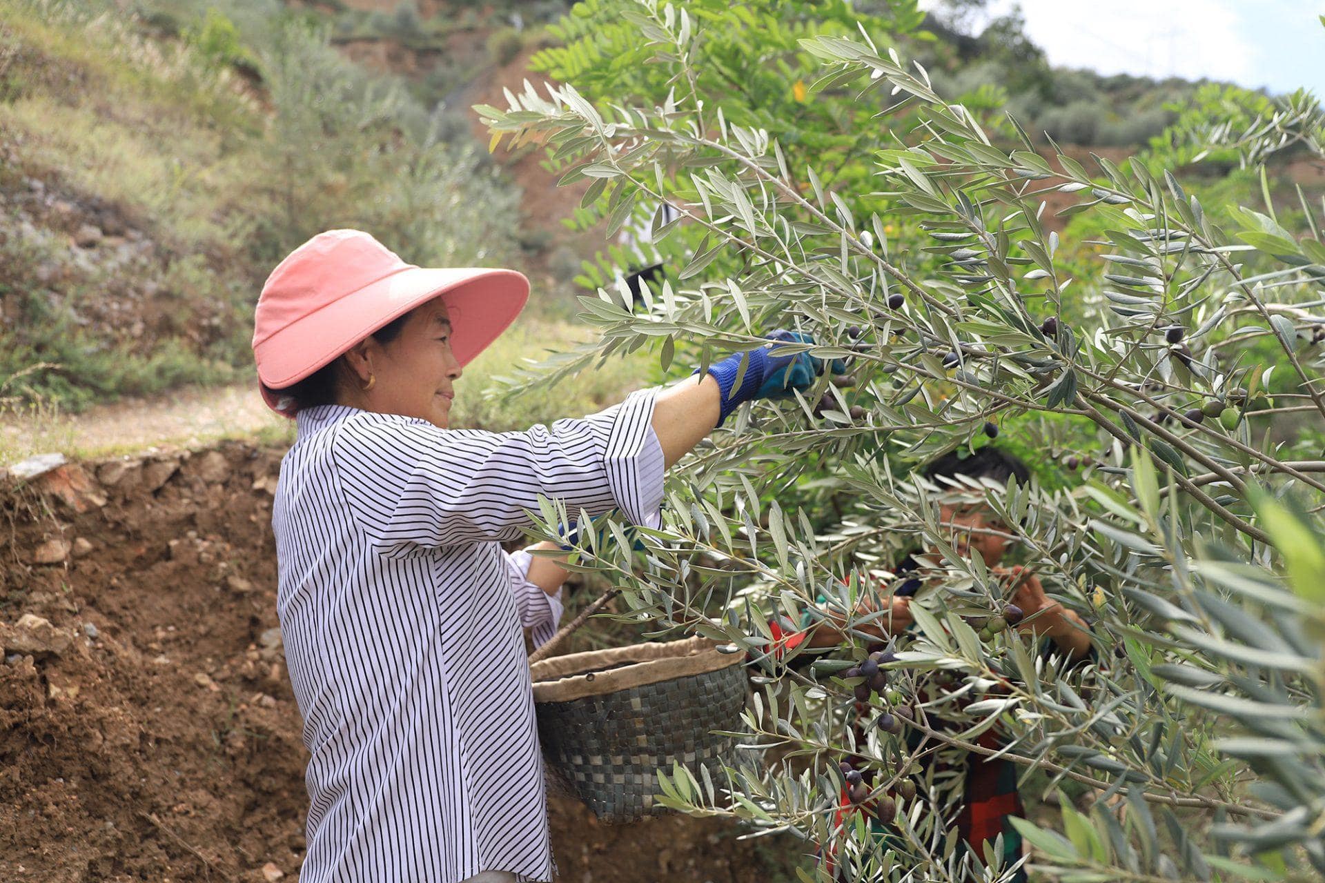 East Asian Olive Oils Reach the World Stage Olive Oil Times