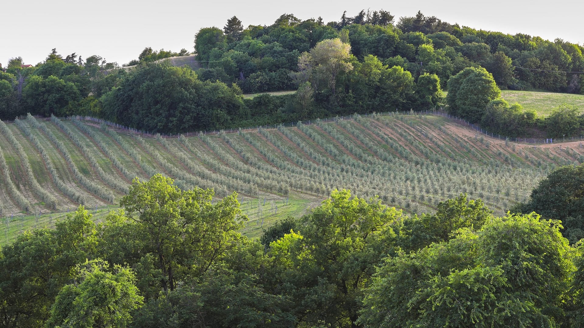 歐洲最好的橄欖油比賽生產勝利意大利北部生產商根深蒂固與土地橄欖油時代