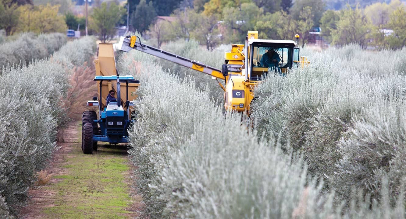 Nordamerika-Profile-die-beste-Olivenölproduktion-treffen-den-indianischen-Stamm-hinter-preisgekrönten-Olivenöl-Olivenöl-Zeiten