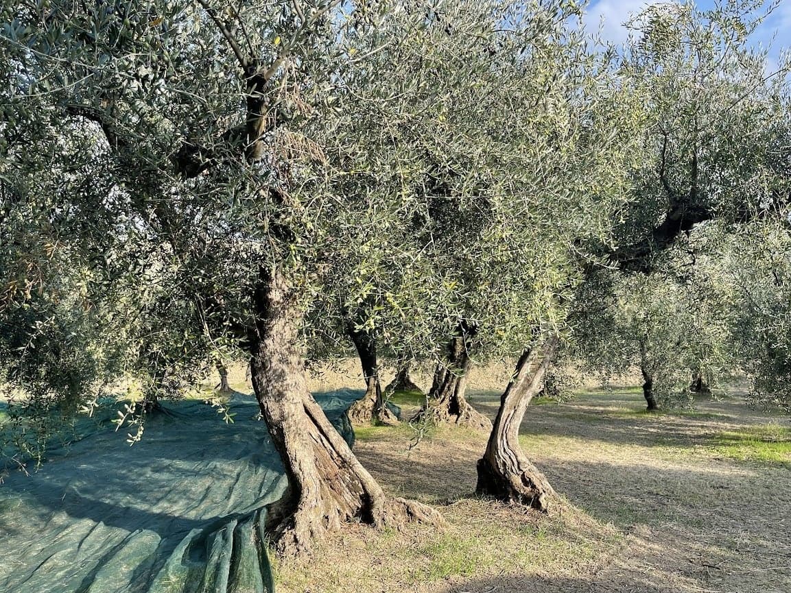 Конкурсы-производства-лучших-оливковых-масел в Европе-триумф-производителей-северных-итальянцев-в-глубокой-связи-с-землей-оливковое-время