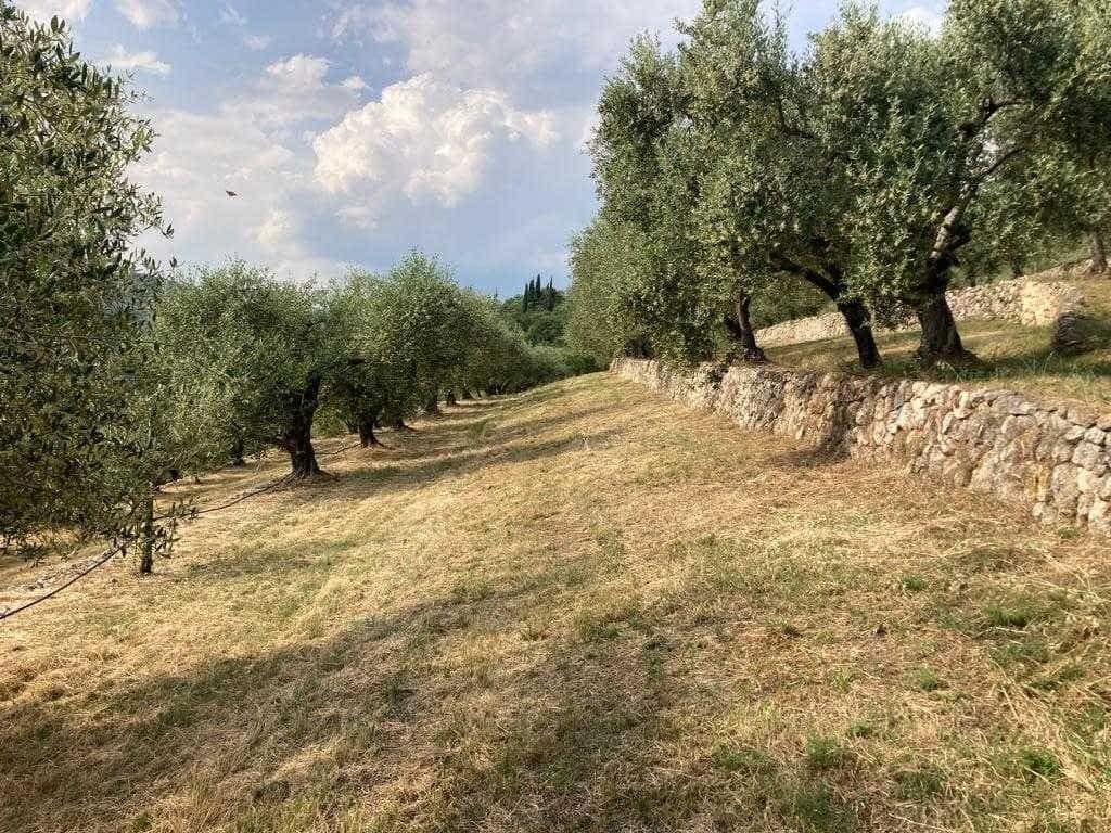Конкурсы-производства-лучших-оливковых-масел в Европе-триумф-производителей-северных-итальянцев-в-глубокой-связи-с-землей-оливковое-время