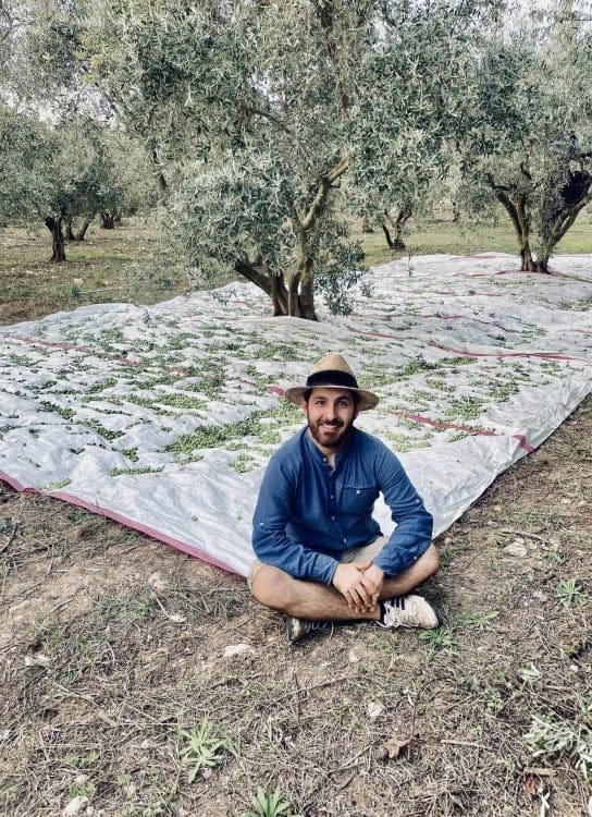 Afrika-Orta Doğu-üretim-iş-işaretleri, Türkiye'de-zeytinyağı-zamanlarında çifte hasat öneriyor