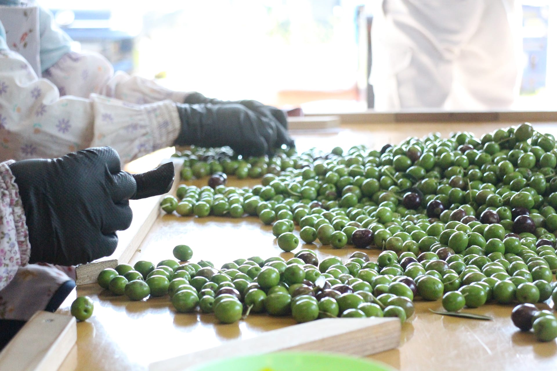 日本の実験農場がどのようにして受賞歴のあるオリーブオイルを生み出し
