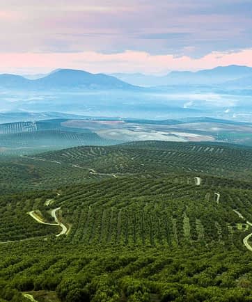 2023 olive harvest - Olive Oil Times 2023 olive harvest - Olive Oil Times