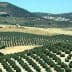 Expansive olive groves in Andalusia, featuring rows of olive trees on rolling hills. - Olive Oil Times