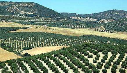 Expansive olive groves in Andalusia, featuring rows of olive trees on rolling hills. - Olive Oil Times