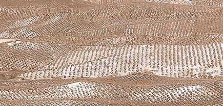 Aerial view of olive tree fields arranged in rows in Jaén, Spain. - Olive Oil Times