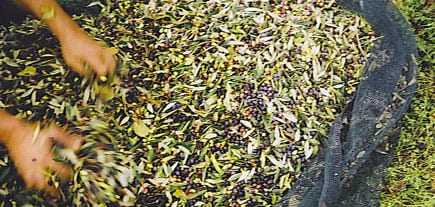 Hands sorting through harvested olives and leaves on a large mesh tarp. - Olive Oil Times