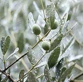 Close-up of an olive tree branch with green olives and raindrops on the leaves. - Olive Oil Times