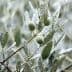 Close-up of an olive tree branch with green olives and raindrops on the leaves. - Olive Oil Times