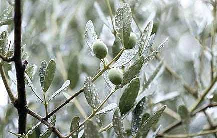 Close-up of an olive tree branch with green olives and raindrops on the leaves. - Olive Oil Times