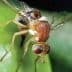 Close-up of an olive fruit fly perched on a green olive. - Olive Oil Times