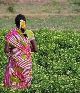 Woman wearing a colorful traditional sari walking through a green field of plants. - Olive Oil Times