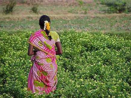 Woman wearing a colorful traditional sari walking through a green field of plants. - Olive Oil Times