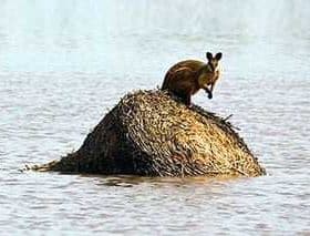 A kangaroo standing on a nest structure in the middle of a body of water. - Olive Oil Times