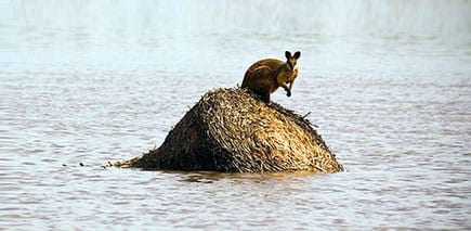 A kangaroo standing on a nest structure in the middle of a body of water. - Olive Oil Times