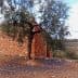 An olive tree growing beside a stone wall in a rural area. - Olive Oil Times
