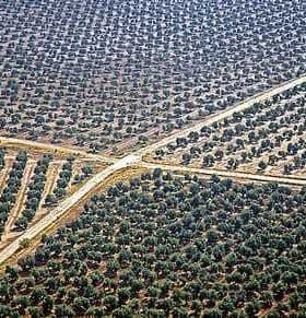 Aerial view of a large olive grove with neatly arranged trees and pathways in Spain. - Olive Oil Times