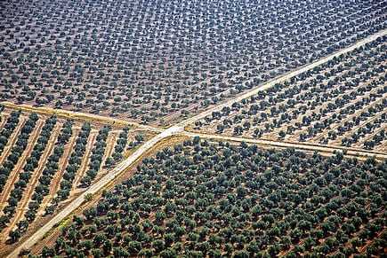 Aerial view of a large olive grove with neatly arranged trees and pathways in Spain. - Olive Oil Times