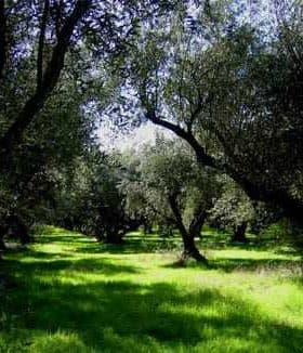Olive trees in a grove with green grass under a clear sky. - Olive Oil Times