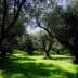 Olive trees in a grove with green grass under a clear sky. - Olive Oil Times