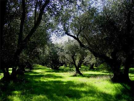 Olive trees in a grove with green grass under a clear sky. - Olive Oil Times