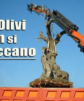 A crane lifting an olive tree with a sign that reads 'Gli Olivi non si Toccano'. - Olive Oil Times