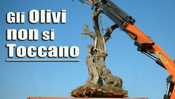 A crane lifting an olive tree with a sign that reads 'Gli Olivi non si Toccano'. - Olive Oil Times