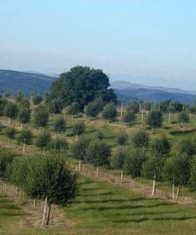 The groves of Uruguayan olive oil producer Finca Babieca