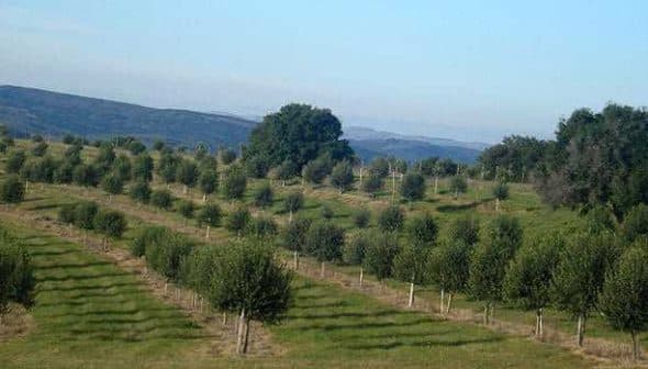 The groves of Uruguayan olive oil producer Finca Babieca