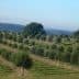 The groves of Uruguayan olive oil producer Finca Babieca