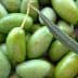 A close-up view of green Lucques olives with leaves on a surface. - Olive Oil Times