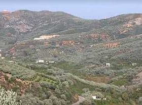 Expansive view of olive groves and hills in the landscape of Crete. - Olive Oil Times