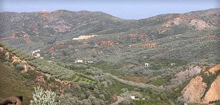 Expansive view of olive groves and hills in the landscape of Crete. - Olive Oil Times
