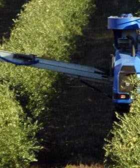 Blue olive harvesting machine operating in an olive grove with green trees. - Olive Oil Times