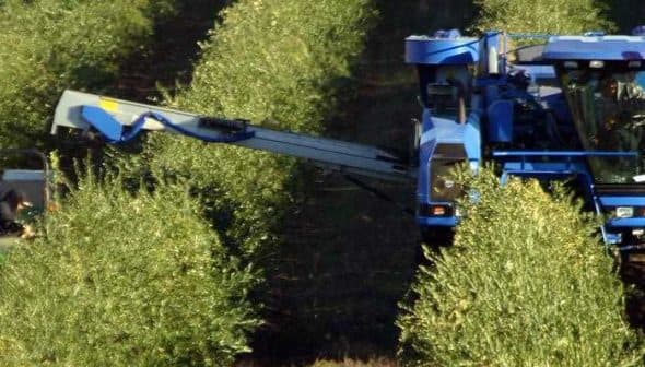 Blue olive harvesting machine operating in an olive grove with green trees. - Olive Oil Times